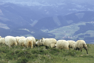 
      Ardiak   MIKEL ARRAZOLA EJ GV argazkiak
    