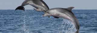 
      ECS_dolphin__2_.jpg
    