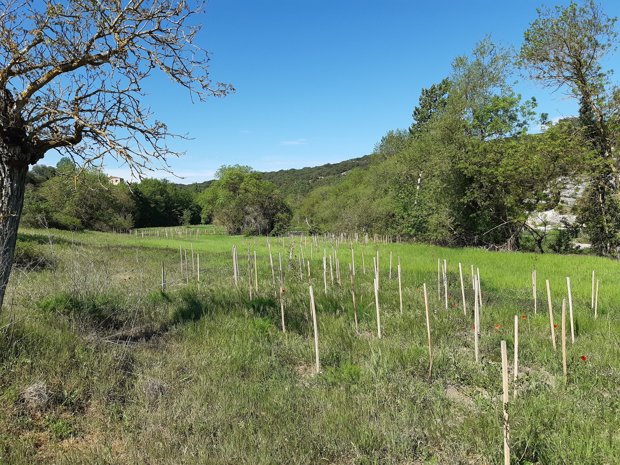 Realizados los trabajos de plantaci&oacute;n de vegetaci&oacute;n de ribera aut&oacute;ctona