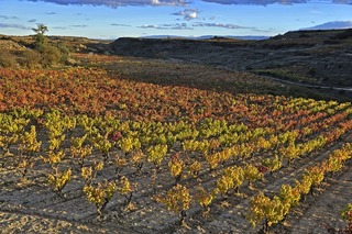 Ayuda_promocion_vino.jpg