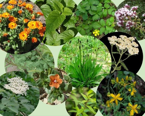 Sendabelarrak ikusgai