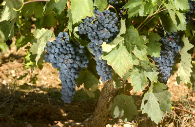 2014ko uztaren balorazioa