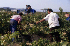 II Plan Integral de Atención al Trabajo Temporero 2008-2012