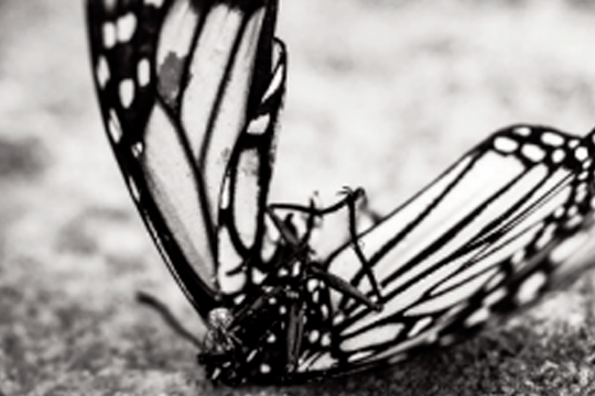 Zarauzko Argazki Bilera 2025: "Munstroak / Los Monstruos"