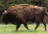 Bisonte (Bison bonasus)