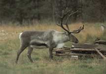 Elur-oreina (Rangifer tarandus)