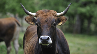 Terre�a behia - 'CC BY-3.0-ES 2012/EJ-GV/Irekia-Gobierno Vasco/Mikel Arrazola'