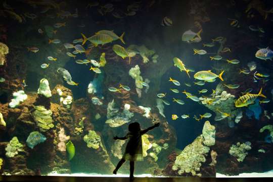 Semana grande de Donostia 2024: AIFF Festival de Cine Mar&iacute;timo del Aquarium "En solitario"