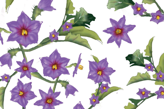 "Las desconocidas flores de las verduras que comemos"