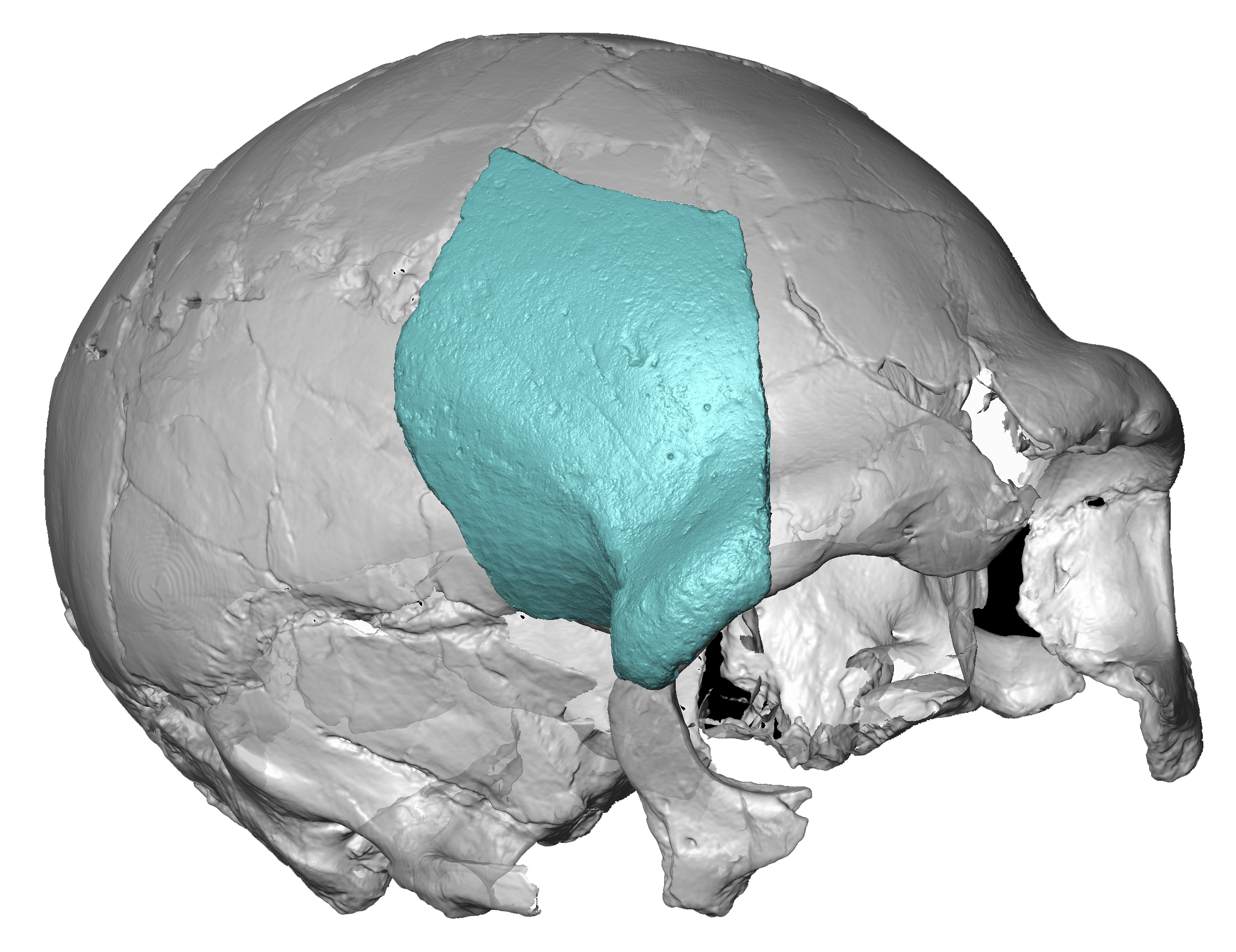 Las huellas de los neandertales y osos cavernarios de Euskal Herria de la mano de los paleont&oacute;logos