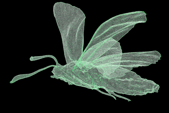 Getxophoto 2025: "souvenirs entomologiques", exposici&oacute;n de Sybille Neumeyer