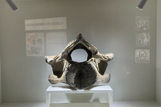 "CONOCIENDO A LA BALLENA VASCA"