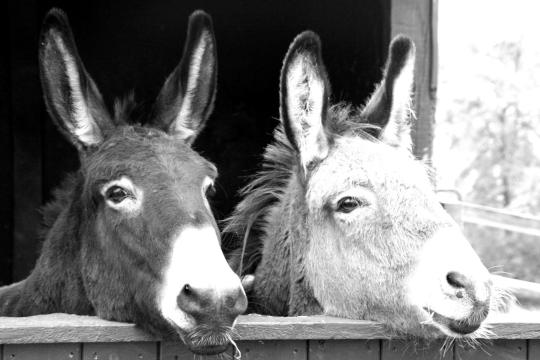 "Arran-Erran": Saio Irekia