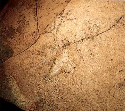 Ciervo pintado y grabado