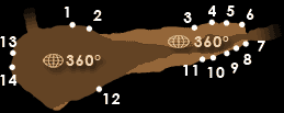 Area I - The deer chamber