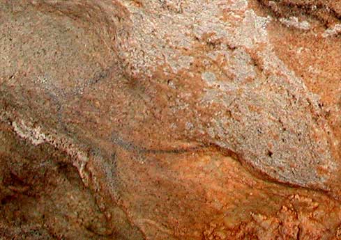 Bisonte