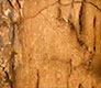 Bisontera sartu