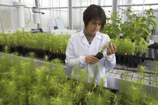 Investigaciones sobre la propagaci�n de h�bridos de pino tolerantes al estr�s h�drico mediante un sistema de embriog�nesis som�tica