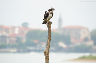Aguila pescadora en Urdaibai