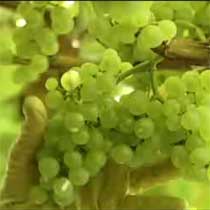 Getaria y su gastronom�a