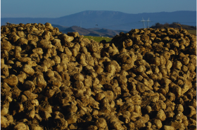 Erremolatxa laguntzak