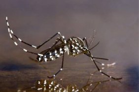 Mosquito tigre (Aedes albopictus)