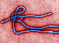 Ébola
