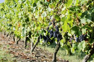 Foto de la Denominaci�n de Origen Txakoli de �lava