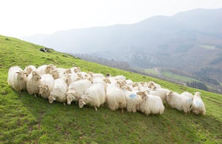 Ovejas_latxas.jpg