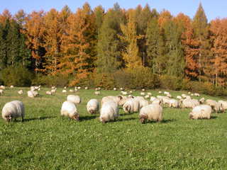 Sheepnet.JPG