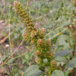 Amaranthus sp. - Bledo