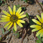 Arctotheca calendula
