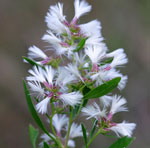 Baccharis halimifolia