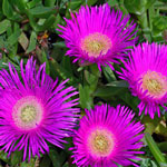 Carpobrotus edulis - U&ntilde;a de gato