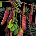 Robinia pseudoacacia - Falsa acacia