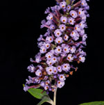 Buddleja davidii F. - Lila