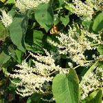 Fallopia japonica - Bamb&uacute; japon&eacute;s