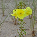Oenothera glazioviana - Hierba de asno