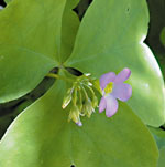 Oxalis latifolia - Aleluya