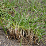 Paspalum vaginatum Swartz