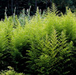 Plyllostachys flexuosa - Ca&ntilde;a com&uacute;n