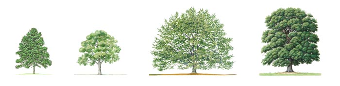 4-arboles