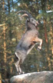 Cabra mont&eacute;s en actitud de salto