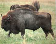 Bisonte (Bison bonasus)