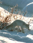Azeri artikoa