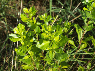 Baccharis_halimifolia__02.jpg