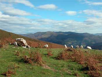 A&ntilde;onako trikuharria