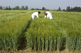 Agricultura_ecologica.jpg