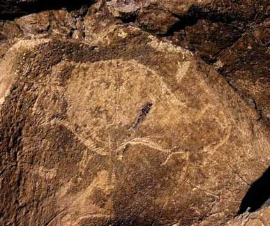 Graved bison