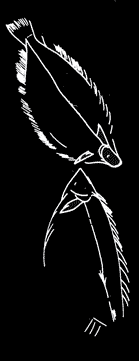 Flat fishes - Drawing